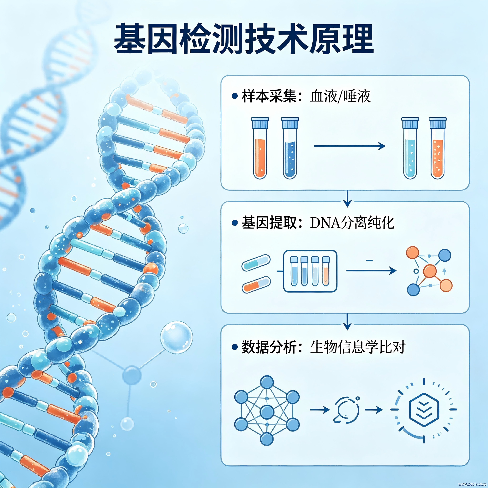 1782820241215339.png 基因检测图片生成(2).png